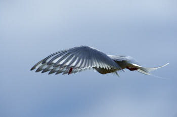 Oiseaux de mer<br>NIKON D4, 500 mm, 560 ISO,  1/2500 sec,  f : 8 